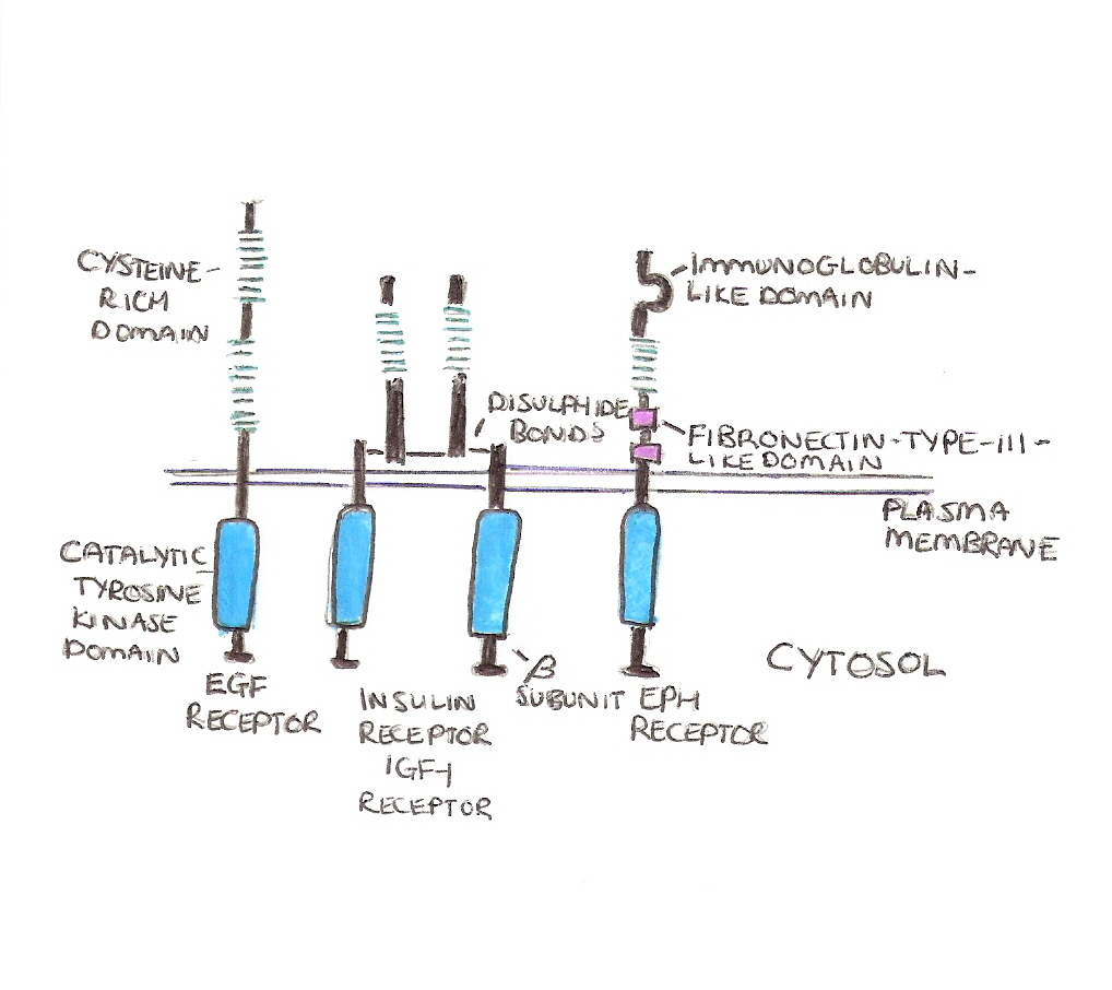 Tyrosine kinase Receptors