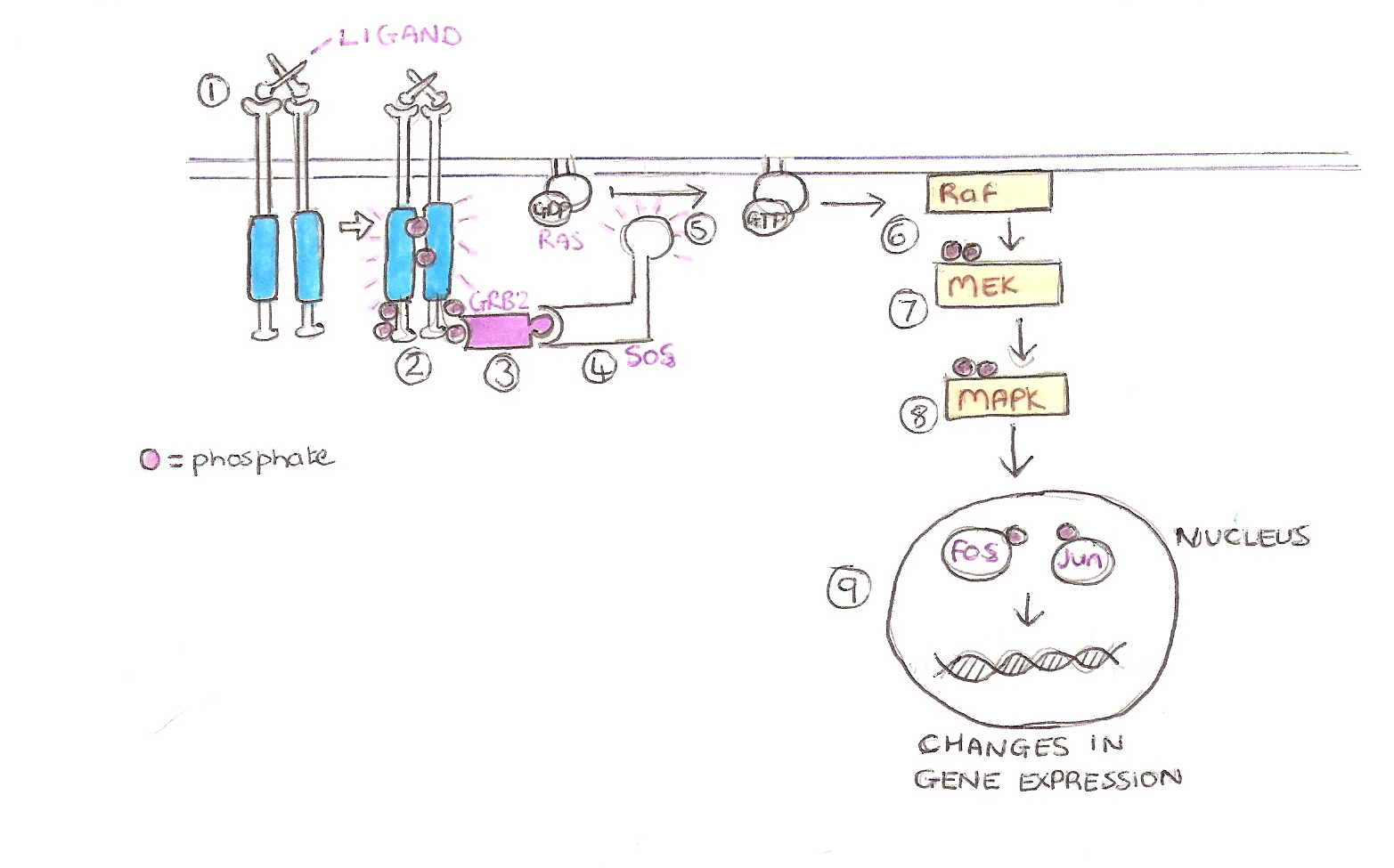 Ras Pathway